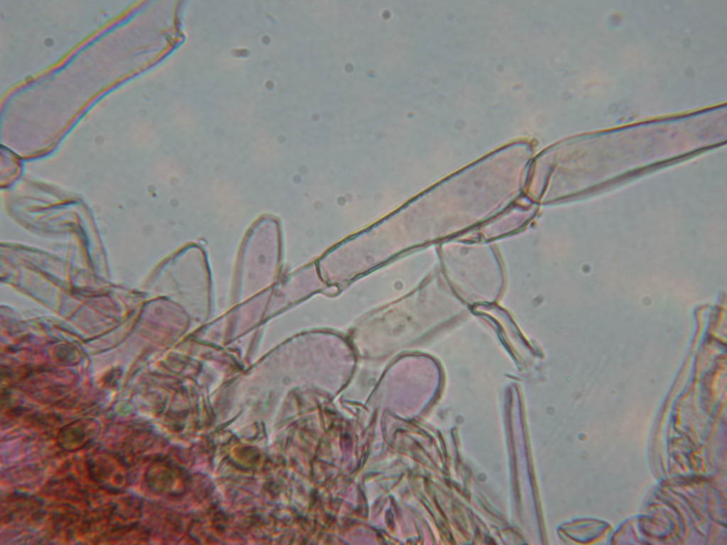 Inocybe .... dulcamara !!!